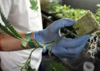 Cada parte del negocio del cannabis requiere cobertura de seguro, desde la responsabilidad general hasta la propiedad y la compensación de los trabajadores © Reuters.
