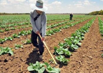 4T deja sin seguro agropecuario a productores: AMIS