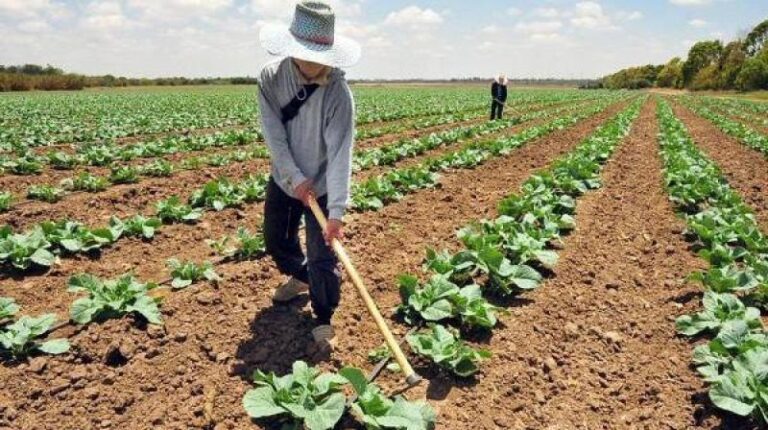 4T deja sin seguro agropecuario a productores: AMIS