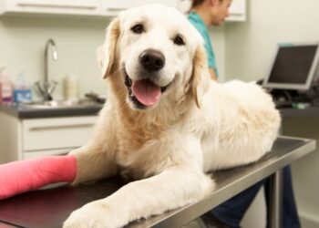 ¿Qué cubre el seguro para mascotas?