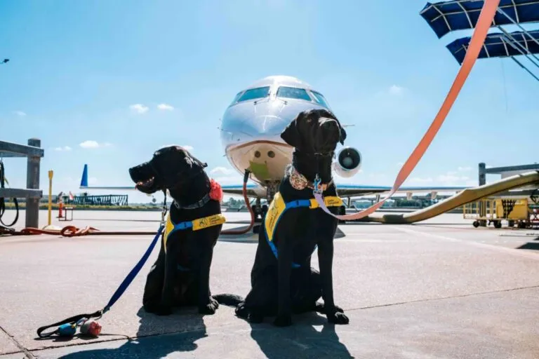 "Puppyta, personaje animado de Iris Global, representa la nueva cobertura de asistencia en viaje para mascotas"