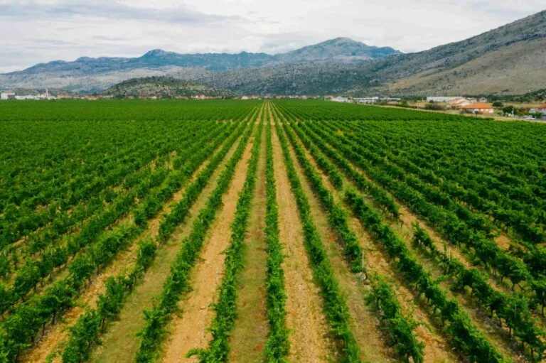Campo agrícola de Guanajuato protegido por seguros catastróficos frente a riesgos climáticos extremos
