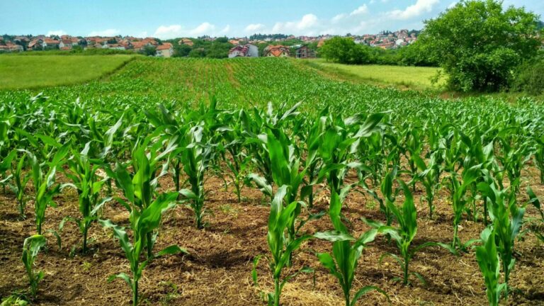Agricultores utilizando plataformas digitales para gestionar seguros agrícolas basados en datos climáticos