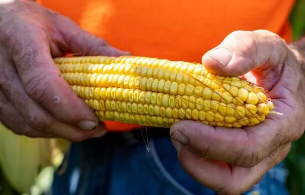 Agricultor y asesor evaluando campo de maíz respaldado por seguros agropecuarios