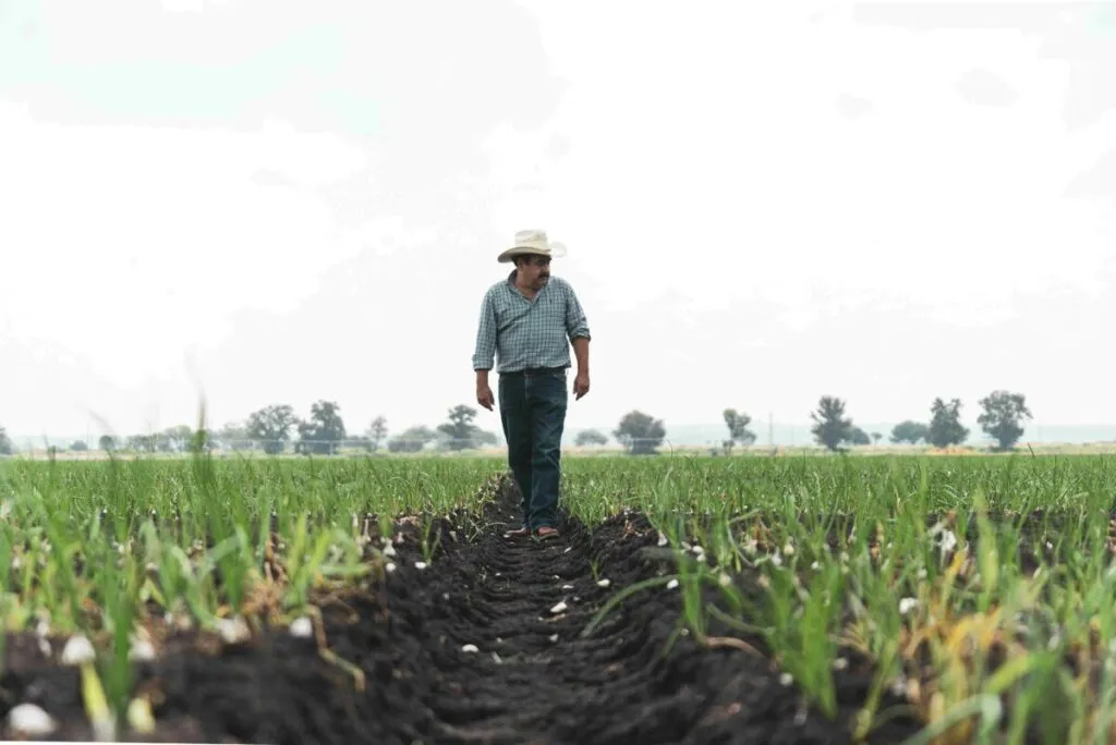 Campesinos mexicanos trabajan sin seguros agrícolas ni maquinaria en zonas vulnerables