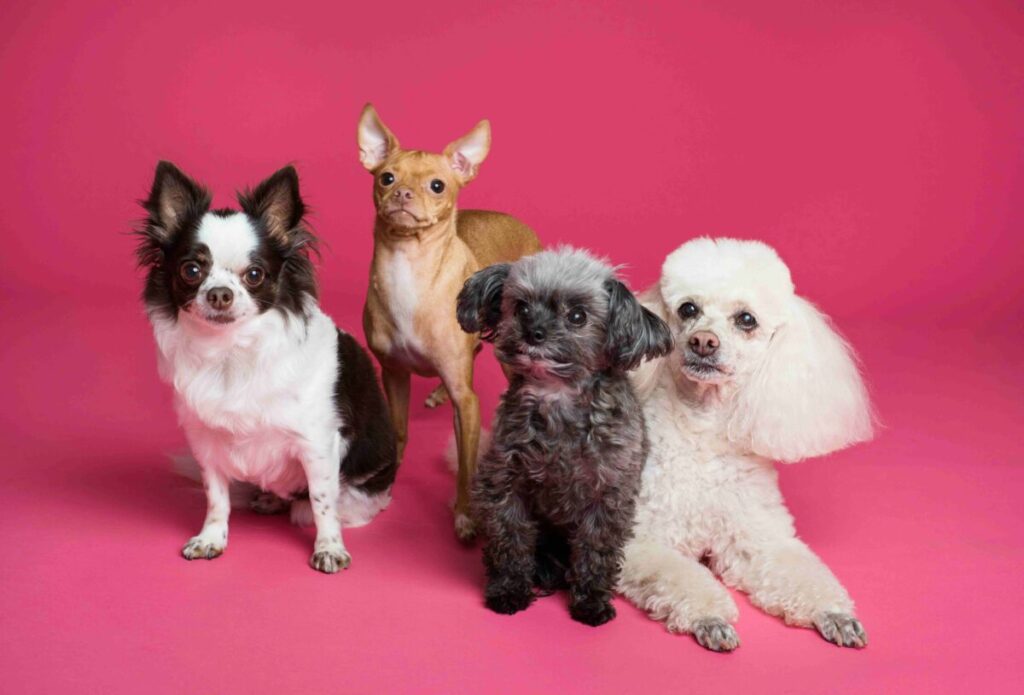 Seguro de mascotas de Seguros Reservas en República Dominicana con coberturas médicas y legales para perros y gatos