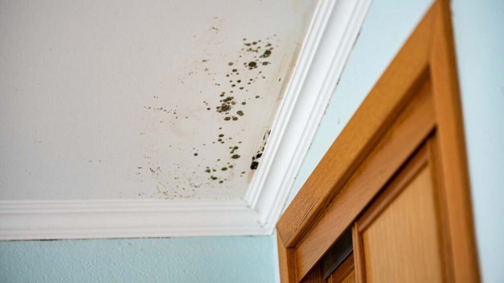 Moho tras desastres naturales en interiores de viviendas afectadas por humedad y daños estructurales.