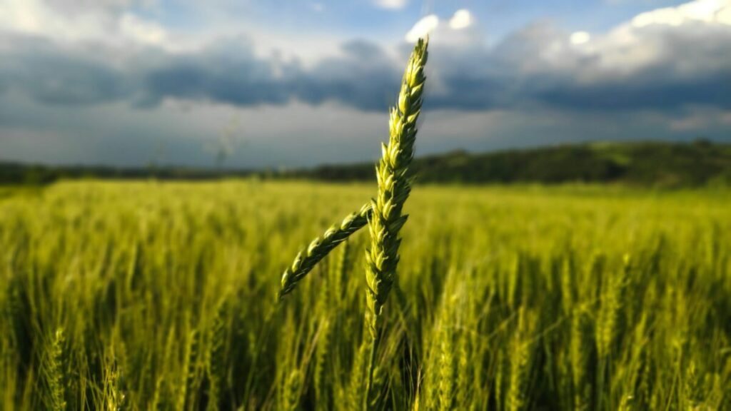 Fotografía editorial de agricultores rurales accediendo a nuevas políticas del seguro de cosechas implementadas por el USDA