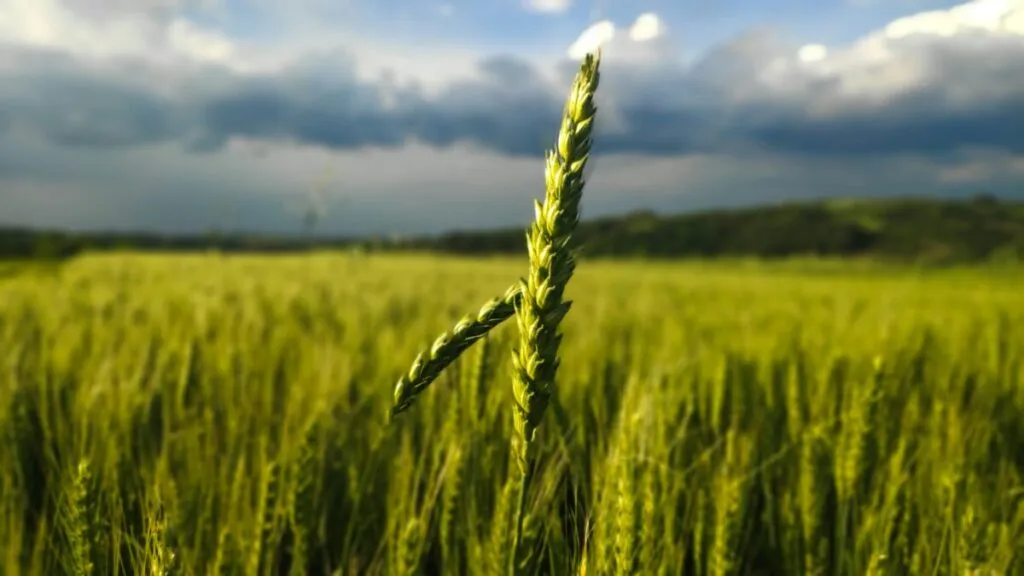 Fotografía editorial de agricultores rurales accediendo a nuevas políticas del seguro de cosechas implementadas por el USDA