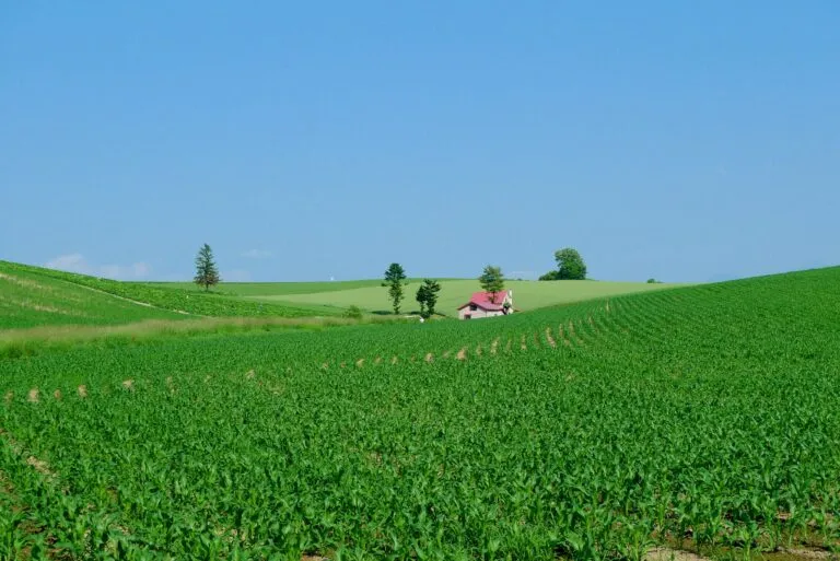 Imagen de campo agrícola con elementos visuales de seguros y crecimiento, representando el auge de seguros agrarios