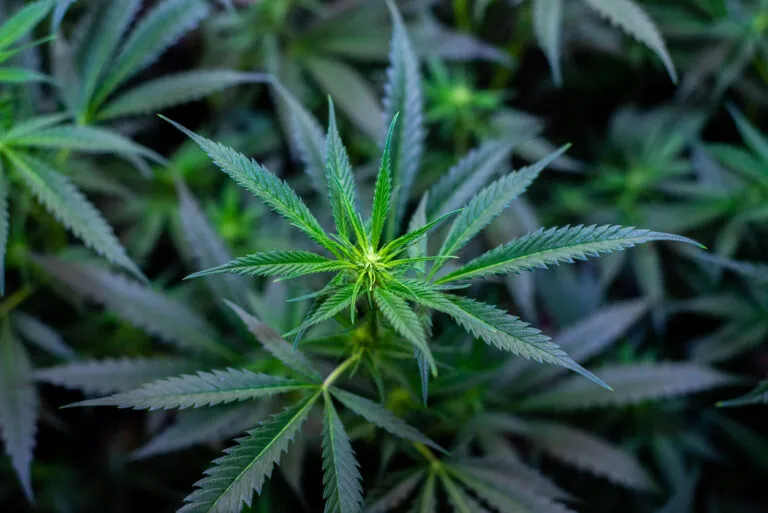 Seguro de cannabis en EE UU ante la reclasificación federal de la marihuana y su impacto en riesgos y coberturas.