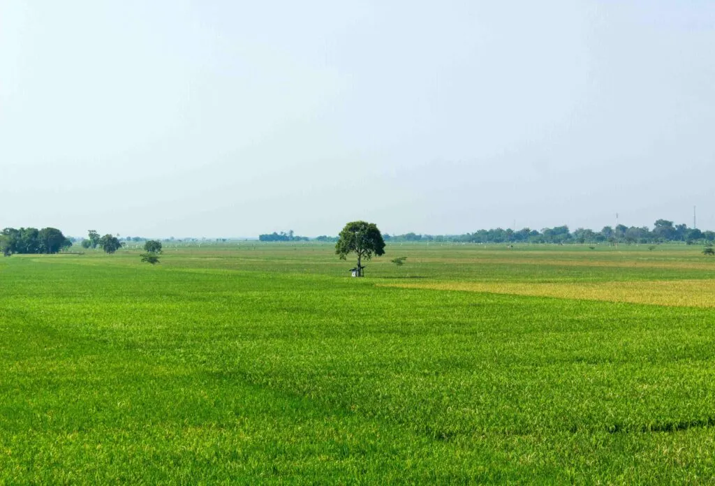 Imagen editorial de cultivos españoles protegidos por seguros agrarios, con énfasis en crecimiento récord de primas y superficie en 2025