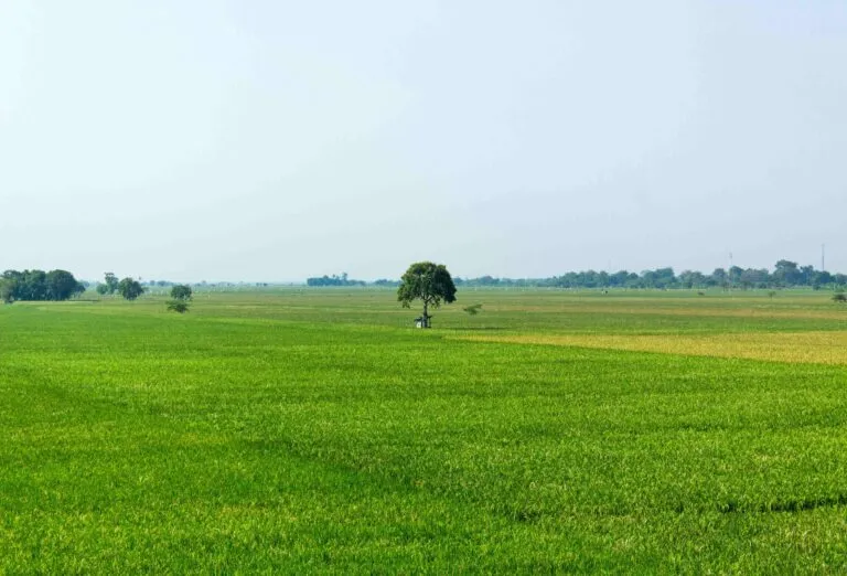 Imagen editorial de cultivos españoles protegidos por seguros agrarios, con énfasis en crecimiento récord de primas y superficie en 2025