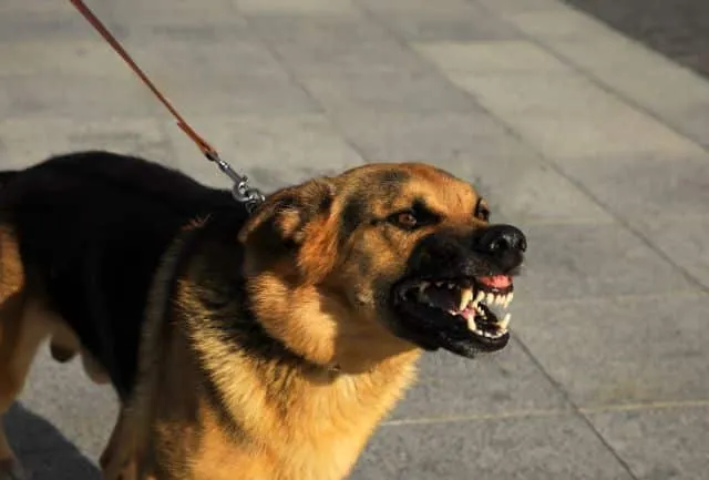 Responsabilidad civil por mordeduras de perro cubierta por el seguro de hogar para proteger al propietario frente a daños a terceros.