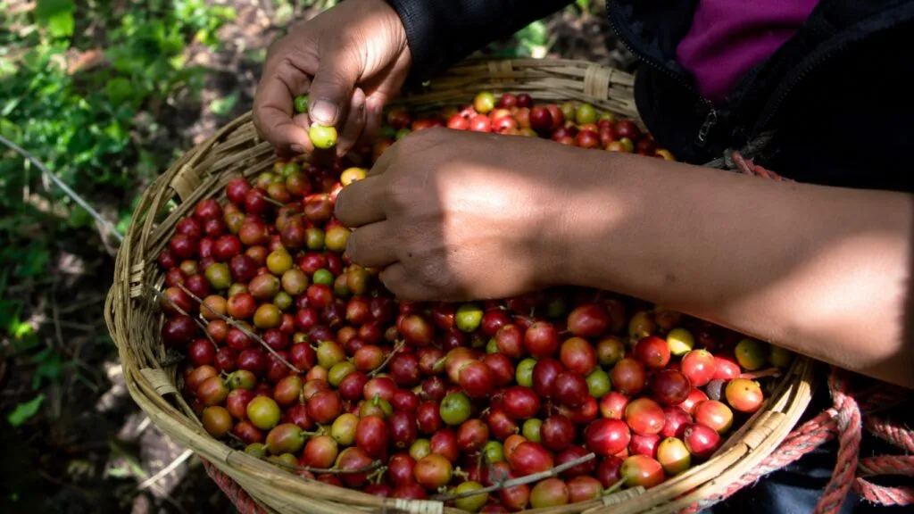 Seguro climático Café Seguro en Colombia con monitoreo satelital para proteger cultivos ante lluvias extremas recientes