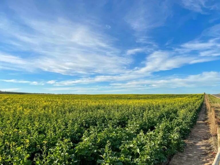 Gobierno de Colombia impulsa subsidios fenómeno de El Niño para aliviar costos empresariales
