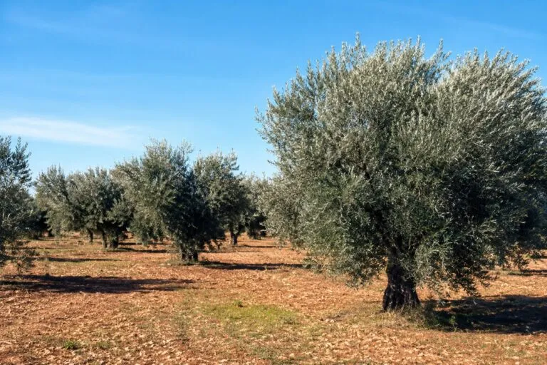 Seguros agrarios en Castilla-La Mancha ante el aumento de riesgos derivados del cambio climático