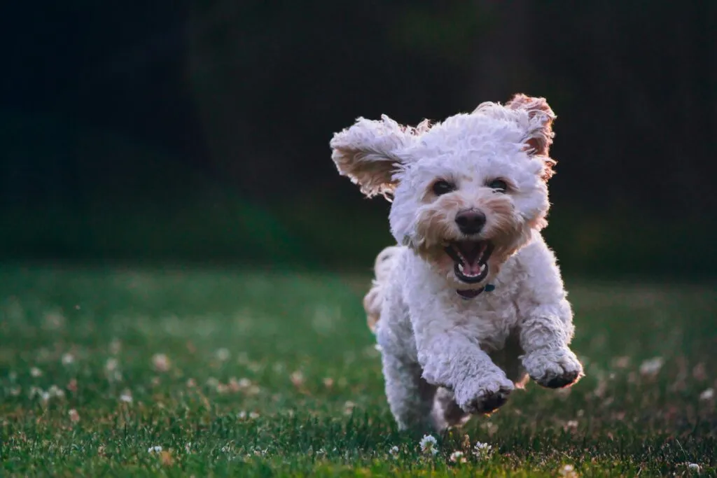 Interés por seguros de mascotas en México ante altos costos veterinarios y cultura de prevención familiar