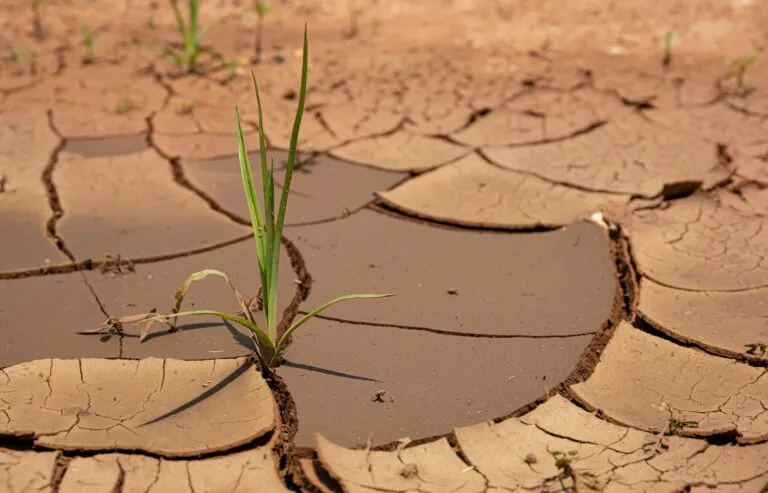 Seguro multirriesgo agrícola protege cultivos de Argentina frente a riesgos climáticos