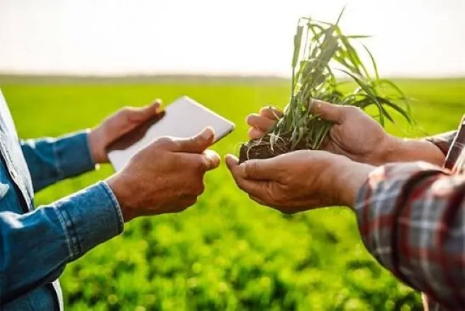 Campo agrícola que representa las nuevas reglas aplicables a determinados seguros agrícolas en Perú.