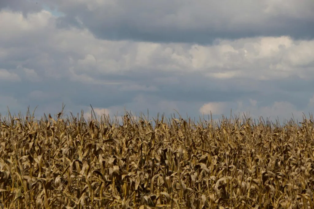 Seguro agrícola cobra relevancia en Guerrero ante daños en cultivos de maíz provocados por la sequía.