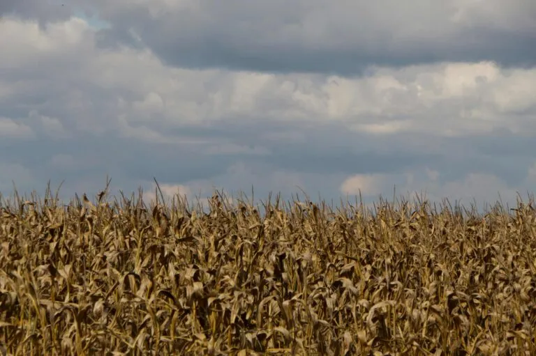 Seguro agrícola cobra relevancia en Guerrero ante daños en cultivos de maíz provocados por la sequía.