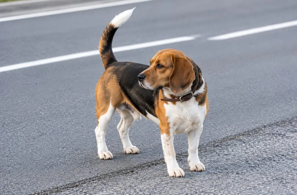Seguro de responsabilidad civil para mascotas deberá cubrir una indemnización después de un accidente provocado por un perro.