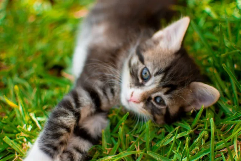 Servicios para mascotas en seguros en España con atención veterinaria, asistencia y soluciones de bienestar animal.