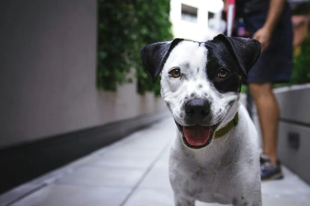 Seguro para mascotas ayuda a cubrir gastos veterinarios en México por accidentes, enfermedades, hospitalizaciones y cirugías.